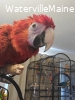 Bonded macaws